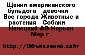 Щенки американского бульдога ( девочки) - Все города Животные и растения » Собаки   . Ненецкий АО,Нарьян-Мар г.